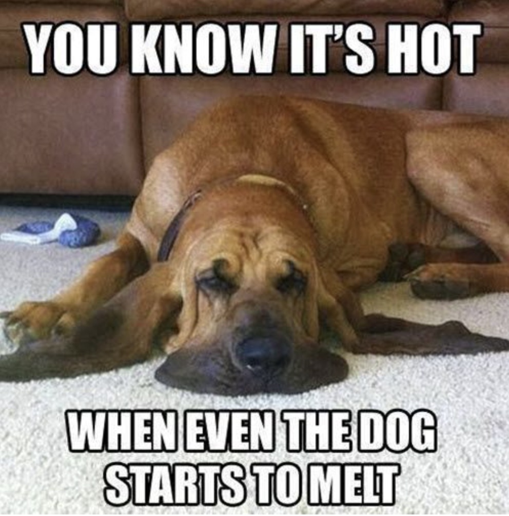 You know it's hot when even the dog starts to melt
